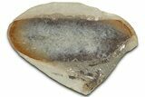 Macroneuropteris Fern Fossil Pos/Neg - Mazon Creek #325826-2